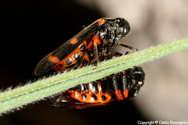 Cercopis intermedia - Copyright Denis Bourgeois