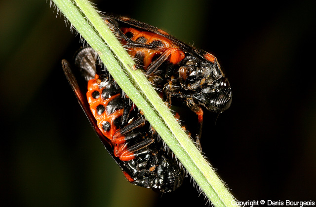 Cercopis intermedia - Copyright Denis Bourgeois