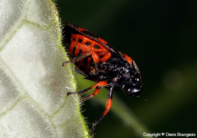 Cercopis intermedia - Copyright Denis Bourgeois