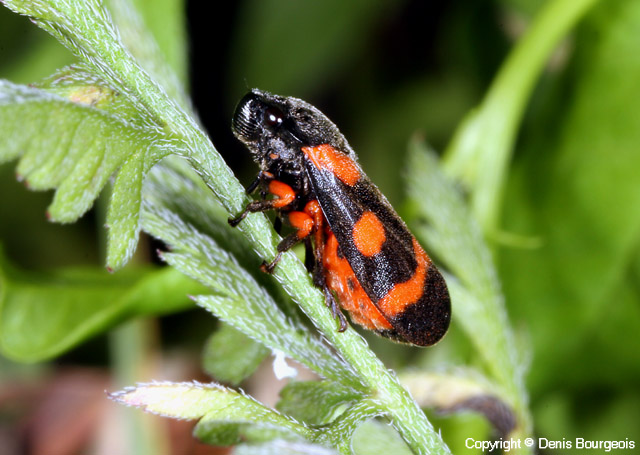 Cercopis intermedia - Copyright Denis Bourgeois