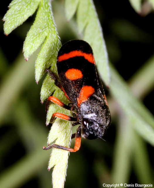 Cercopis intermedia - Copyright Denis Bourgeois