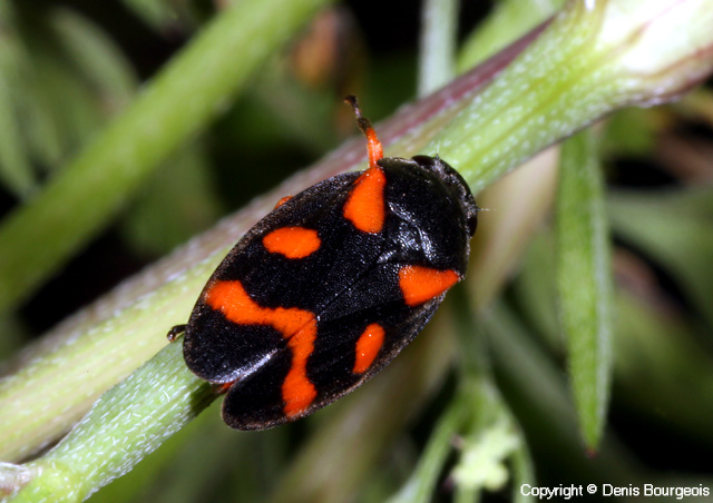 Cercopis intermedia - Copyright Denis Bourgeois