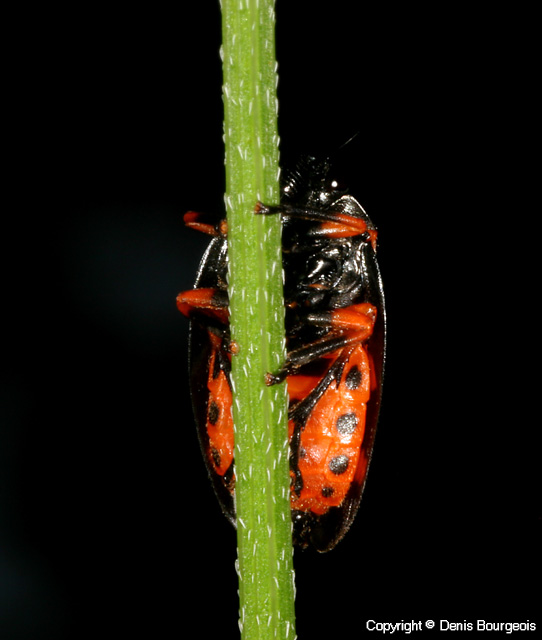 Cercopis intermedia - Copyright Denis Bourgeois