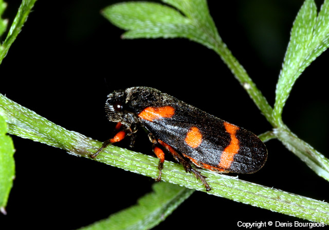 Cercopis intermedia - Copyright Denis Bourgeois