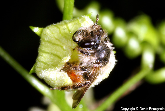 Andrena florea - Copyright Denis Bourgeois