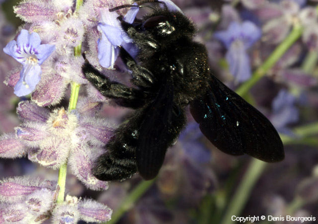 Xylocopa violacea - Copyright Denis Bourgeois