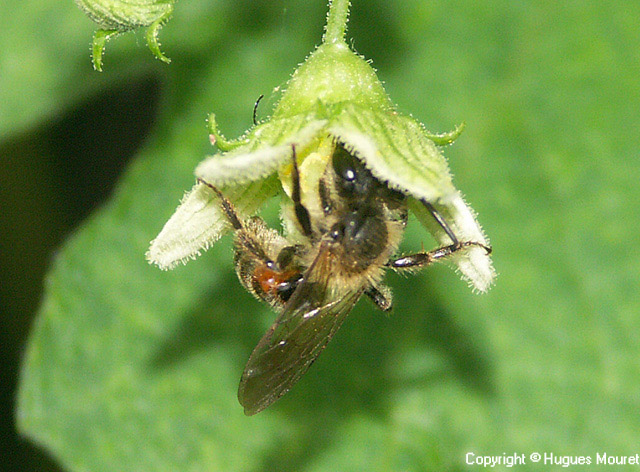 Andrena florea - Copyright Hugues Mouret