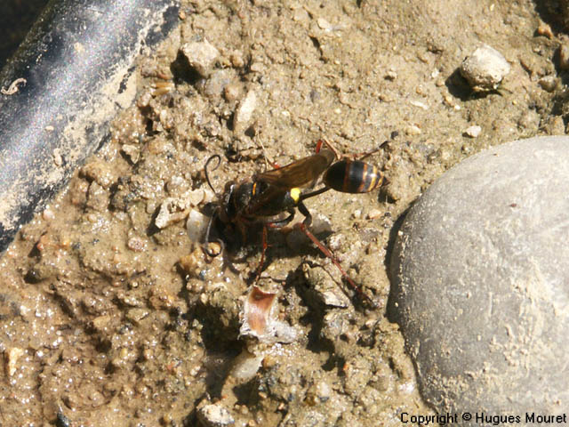 Sceliphron curvatum - Copyright Hugues Mouret
