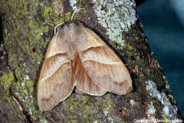 Macrothylacia rubi - Copyright Denis Bourgeois