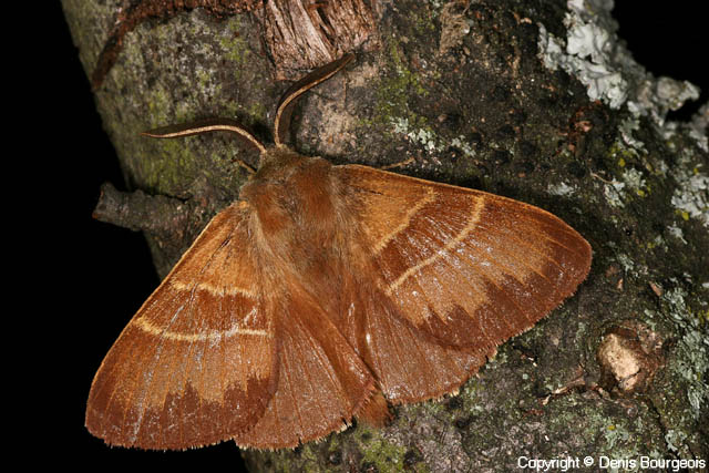 Macrothylacia rubi - Copyright Denis Bourgeois