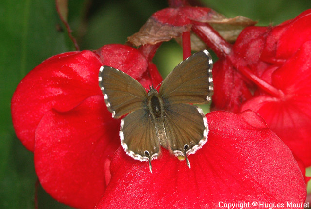 Cacyreus marshalli - Copyright Hugues Mouret