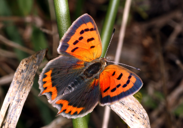 Lycaena phlaeas - Copyright Denis Bourgeois