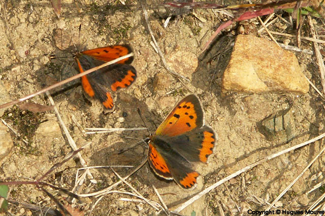 Lycaena phlaeas - Copyright Hugues Mouret