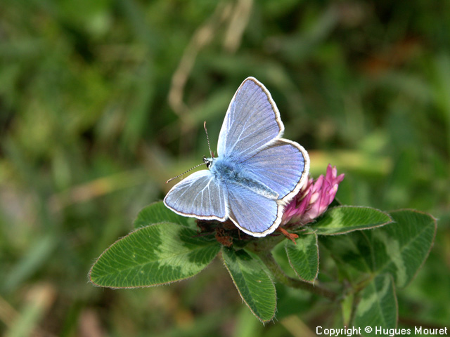 Polyommatus icarus - Copyright Hugues Mouret