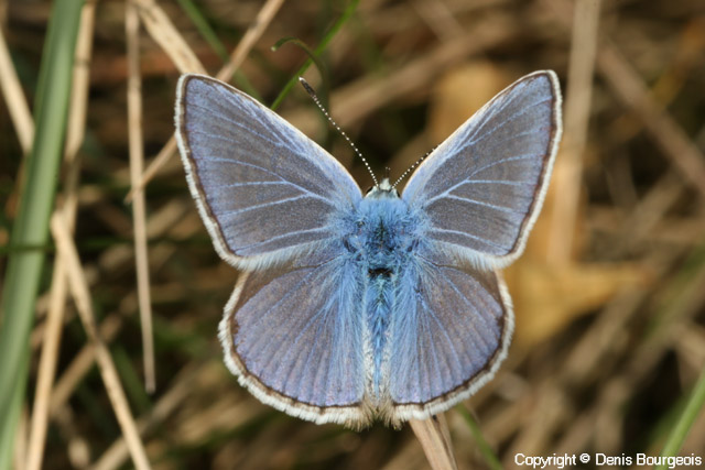 Polyommatus icarus - Copyright Denis Bourgeois
