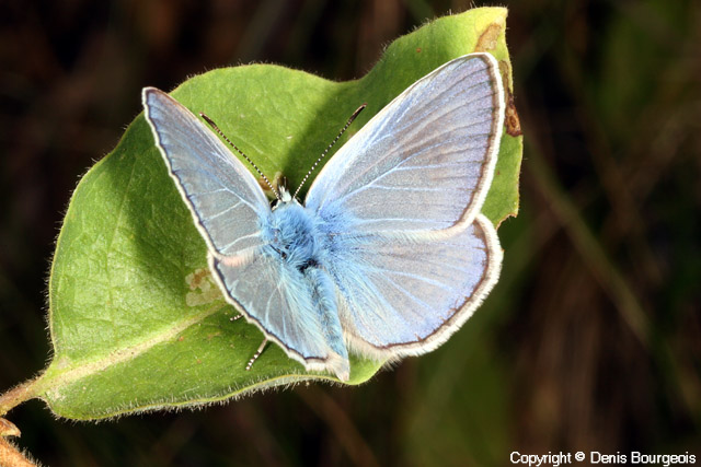 Polyommatus icarus - Copyright Denis Bourgeois