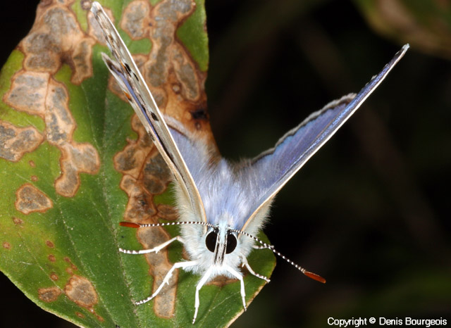 Polyommatus icarus - Copyright Denis Bourgeois