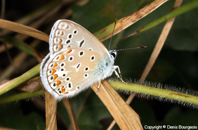Polyommatus icarus - Copyright Denis Bourgeois