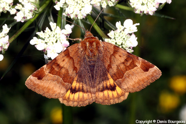 Euclidia glyphica - Copyright Denis Bourgeois