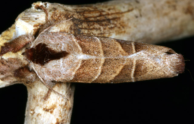 Clostera curtula - Copyright Denis Bourgeois