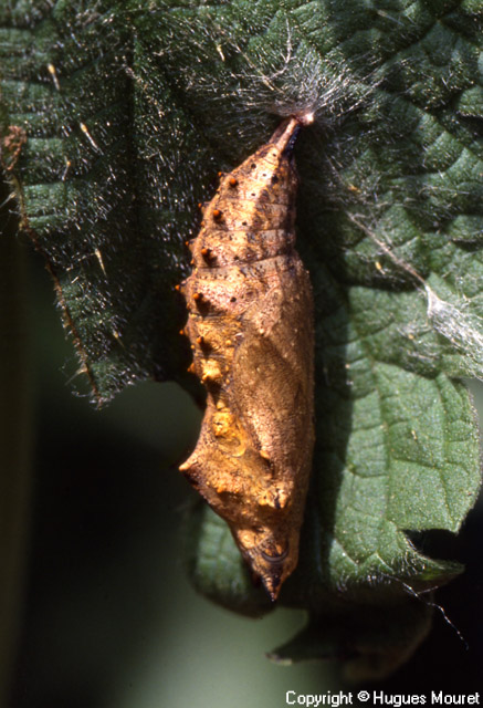 Aglais urticae - Copyright Hugues Mouret