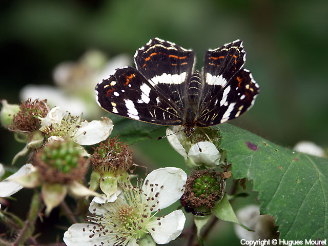 Araschnia levana - Copyright Hugues Mouret