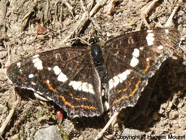 Araschnia levana - Copyright Hugues Mouret