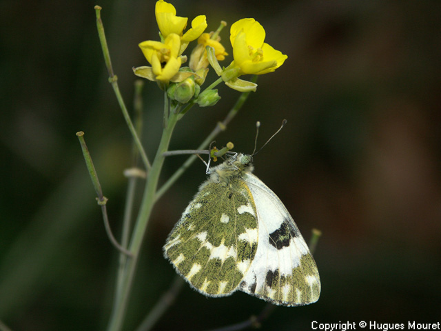 Pontia daplidice - Copyright Hugues Mouret