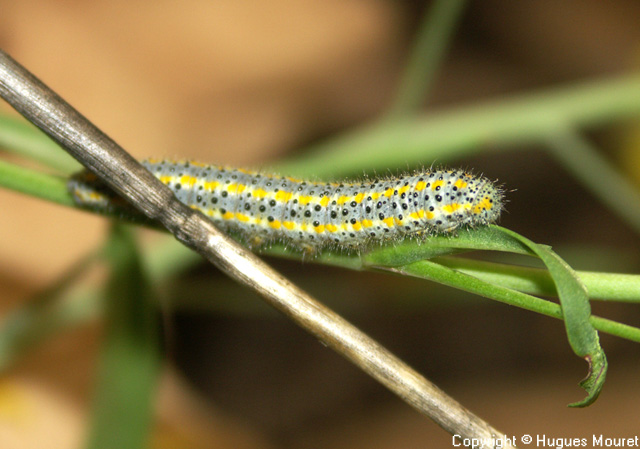 Pontia daplidice - Copyright Hugues Mouret
