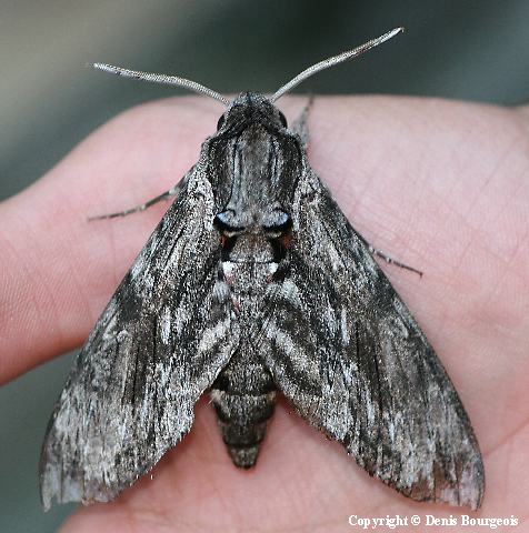 Agrius convolvuli - Copyright Denis Bourgeois