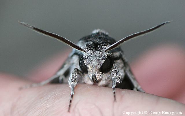 Agrius convolvuli - Copyright Denis Bourgeois