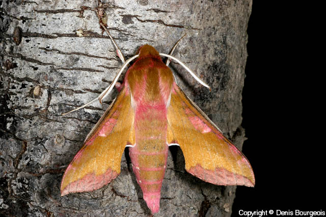 Deilephila porcellus - Copyright Denis Bourgeois