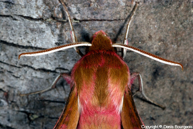 Deilephila porcellus - Copyright Denis Bourgeois