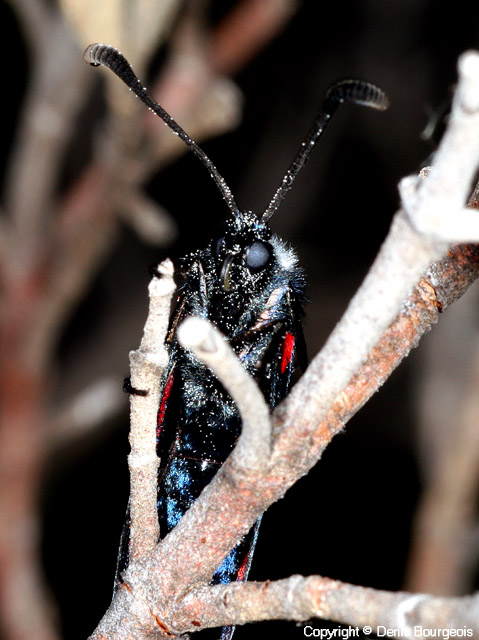 Zygaena lavandulae - Copyright Denis Bourgeois