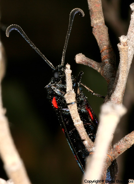 Zygaena lavandulae - Copyright Denis Bourgeois