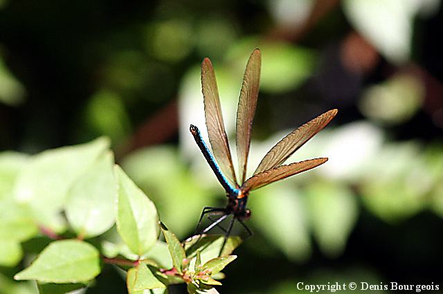 Calopteryx virgo - Copyright Denis Bourgeois