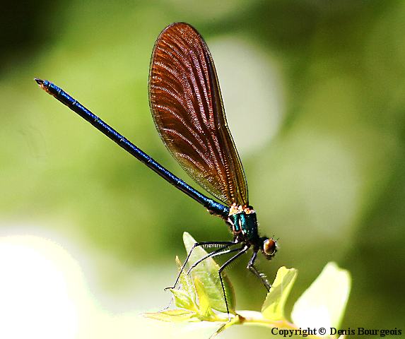 Calopteryx virgo - Copyright Denis Bourgeois