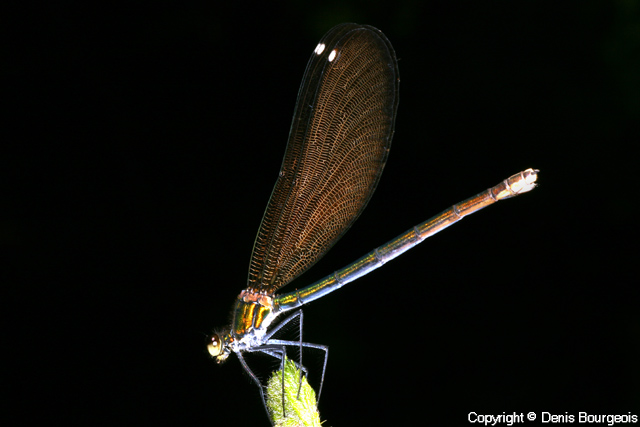 Calopteryx virgo - Copyright Denis Bourgeois