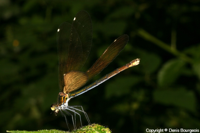 Calopteryx virgo - Copyright Denis Bourgeois