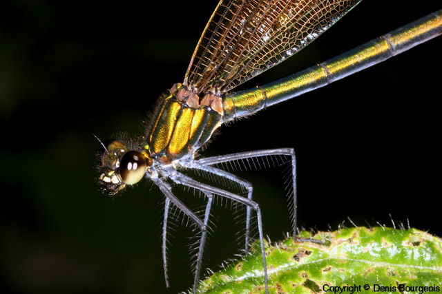 Calopteryx virgo - Copyright Denis Bourgeois