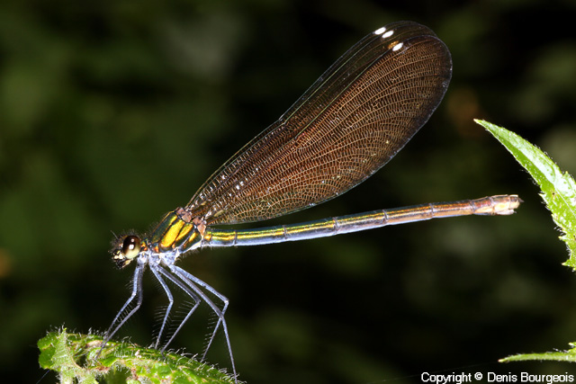 Calopteryx virgo - Copyright Denis Bourgeois