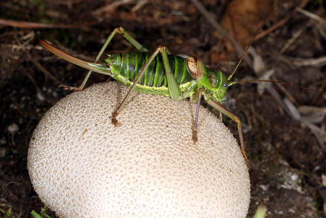 Ephippiger ephippiger - Copyright Denis Bourgeois