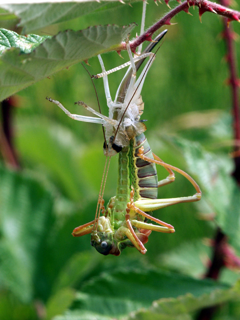 Ephippiger ephippiger - Copyright Hugues Mouret