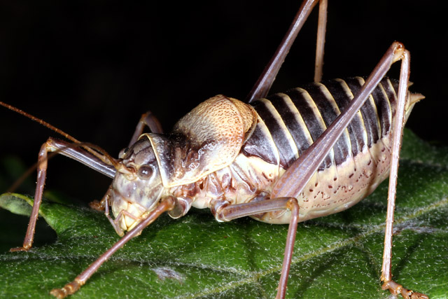 Ephippiger ephippiger - Copyright Denis Bourgeois