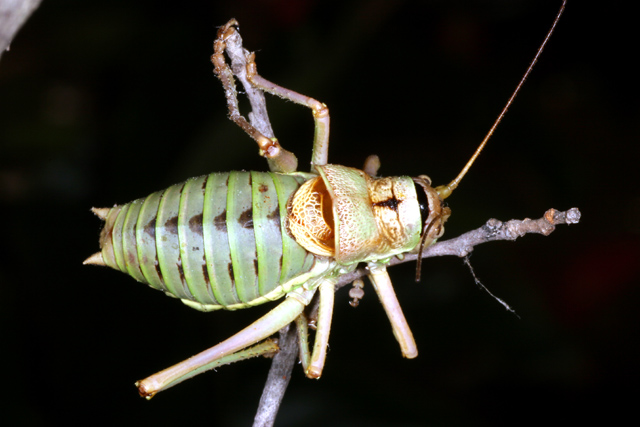 Ephippiger ephippiger - Copyright Denis Bourgeois