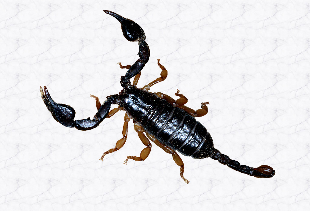 Euscorpius flavicaudis