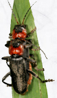 Cantharis_fusca